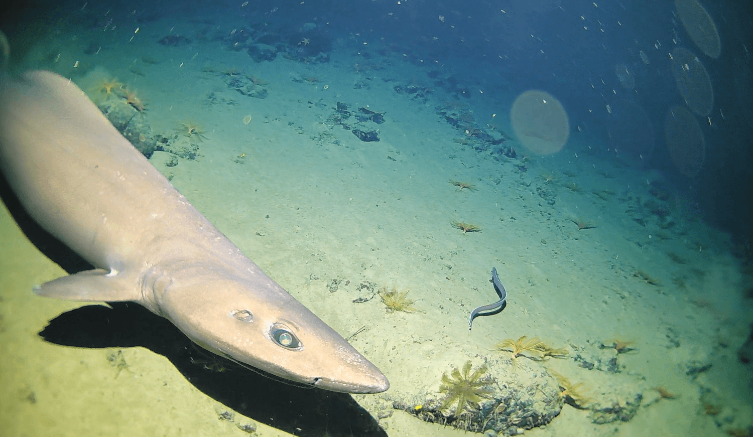 A deep-sea shark cruising the slope alongside an eel and soft coral, Christmas Island