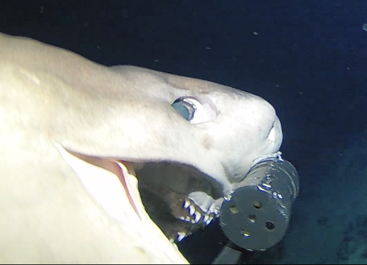 Bluntnose sixgill shark biting the camera housing